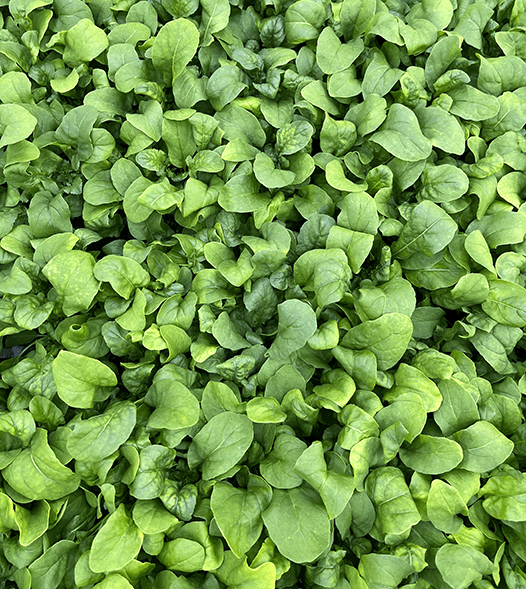 Growing leafy greens with vertical farms